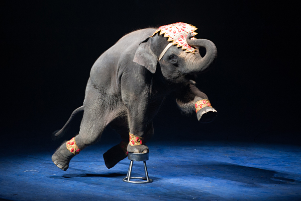 appel elite Vandt Elefanter skal ikke længere stå på ét ben i cirkus | OrganicToday.dk