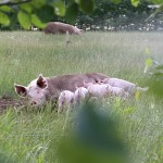 Giver man grisene mere plads og forhold, der tilgodeser dyrenes naturlige adfærd, kan man minimere forekomsten af MRSA. Foto: Marianne Fløe Hestbjerg